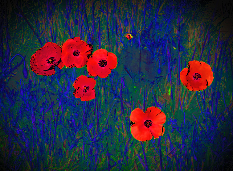 Coquelicots